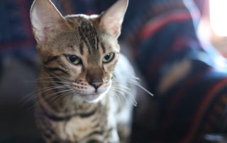 bastet