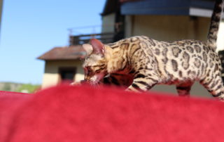 bastet