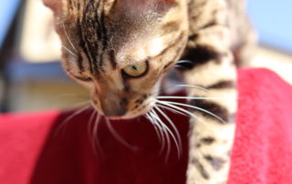 bastet
