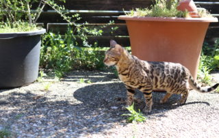 bastet