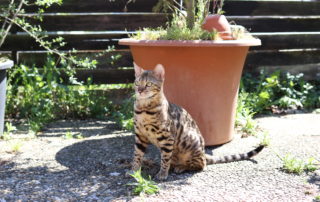 bastet