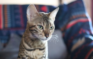 bastet
