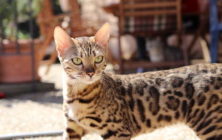 bastet