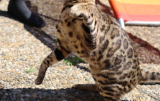 bastet