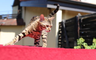 bastet
