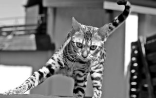 bastet