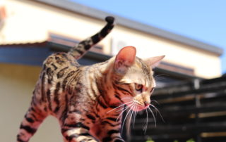 bastet