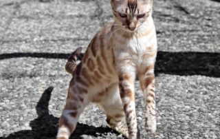 freya