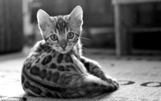 kitten