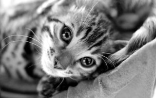 kitten