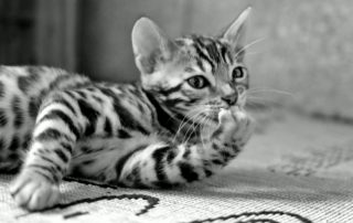kitten