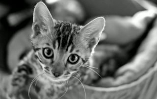 kitten
