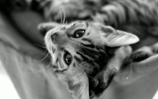 kitten