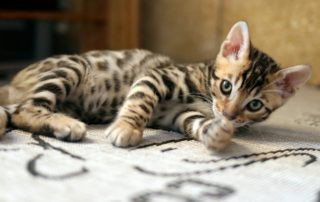 kitten
