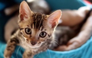 kitten