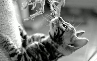 kitten