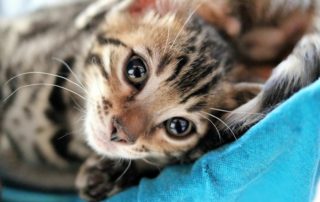 kitten