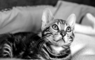 kitten
