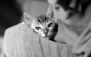 kitten