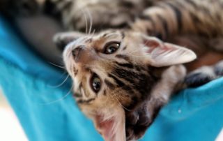 kitten