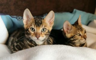 kitten
