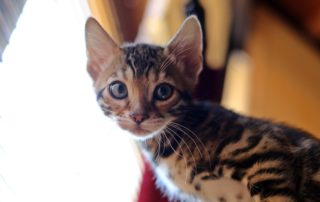 kitten
