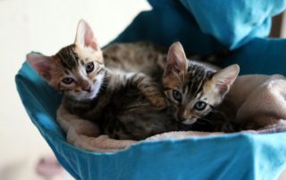 kitten