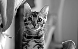 kitten