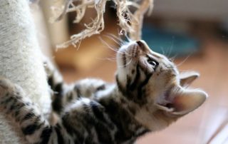 kitten