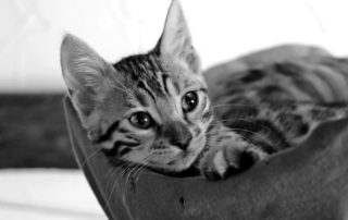 kitten
