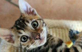 kitten