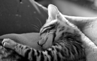 kitten