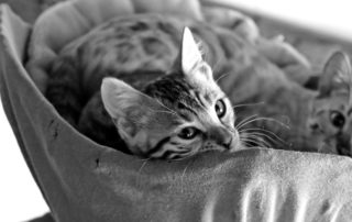 kitten