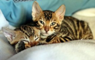 kitten