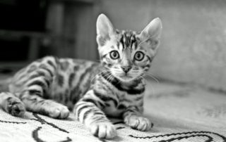 kitten