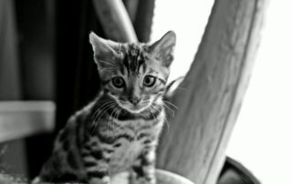 kitten