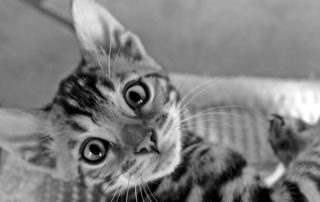kitten