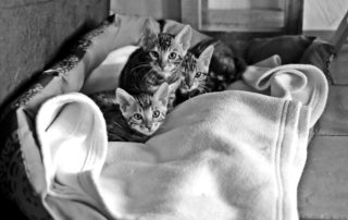 kitten