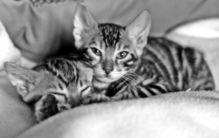 kitten