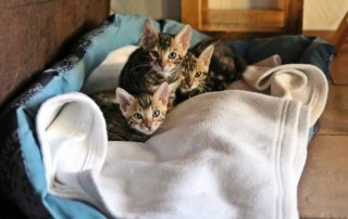 kitten