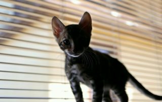 kitten