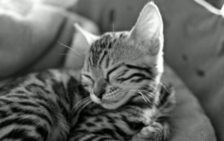 kitten
