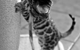 kitten