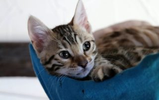 kitten