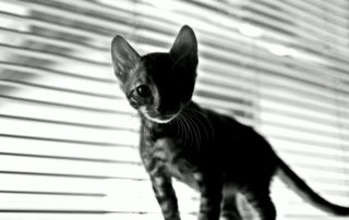 kitten