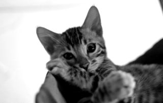 kitten