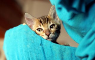 kitten