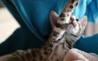 kitten