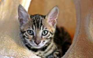 kitten