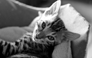 kitten